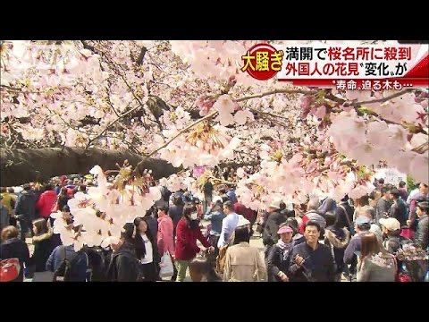 目黒川の桜を、皆で助けましょう！