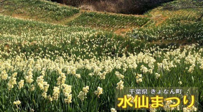 水仙まつりとな、雪模様に地域から見れば天国みたいなところですね。