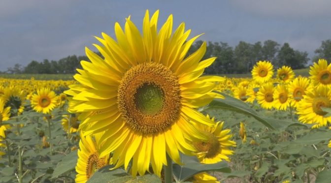 日本最大級のヒマワリ畑だよ、楽しすぎ