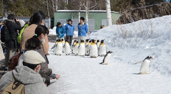 旭山動物園、通常営業中ですね！　ようやく、他の動物園始まりました！