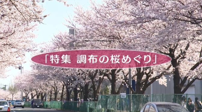 日本　桜特集　季節ですねー